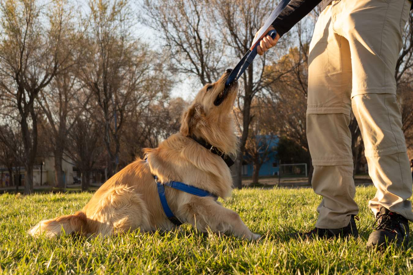 Dog training